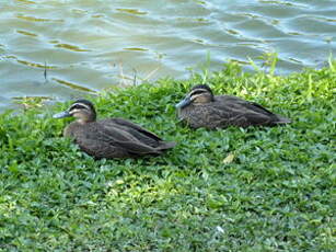 Canard à sourcils