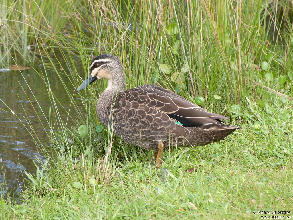 Canard à sourcils