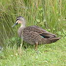 Canard à sourcils