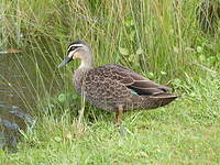 Canard à sourcils