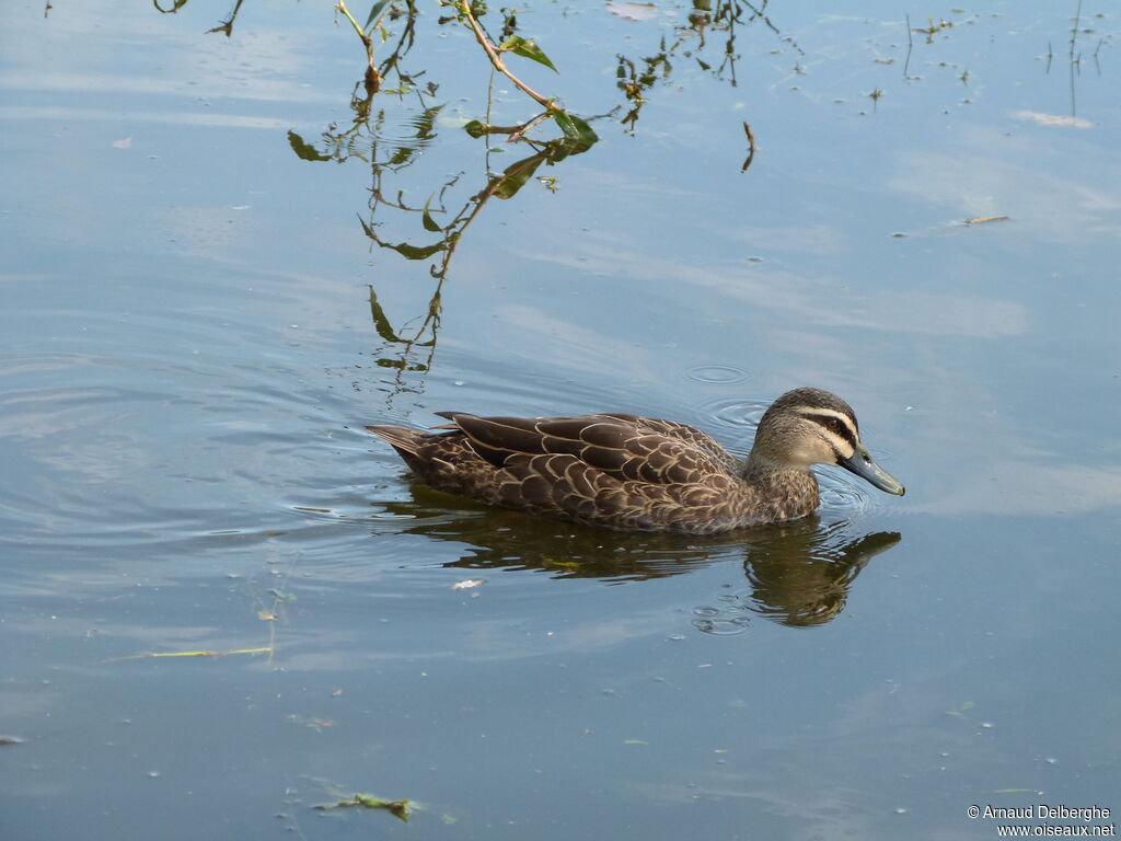 Pacific Black Duck