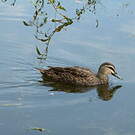 Canard à sourcils