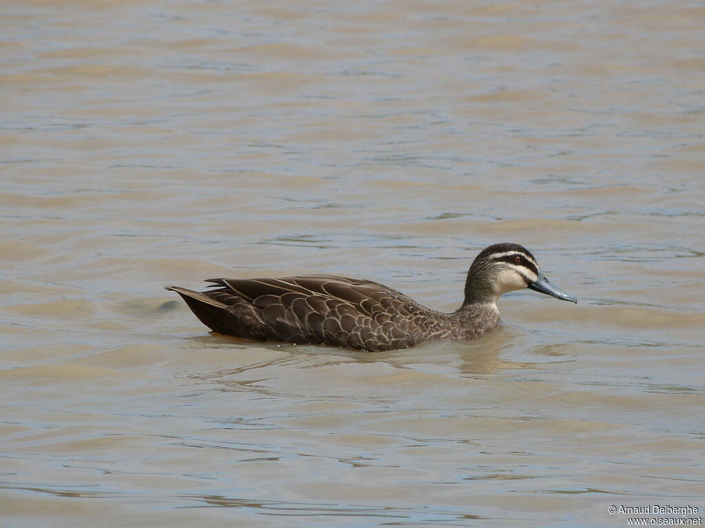 Pacific Black Duck