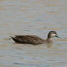Canard à sourcils