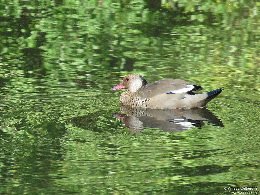 Canard amazonette mâle