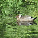 Canard amazonette