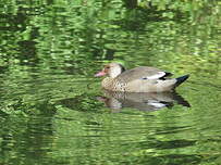 Canard amazonette