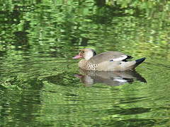 Brazilian Teal