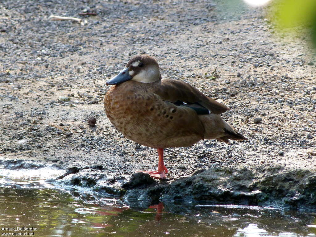 Brazilian Teal female adult, identification