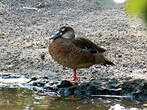 Canard amazonette