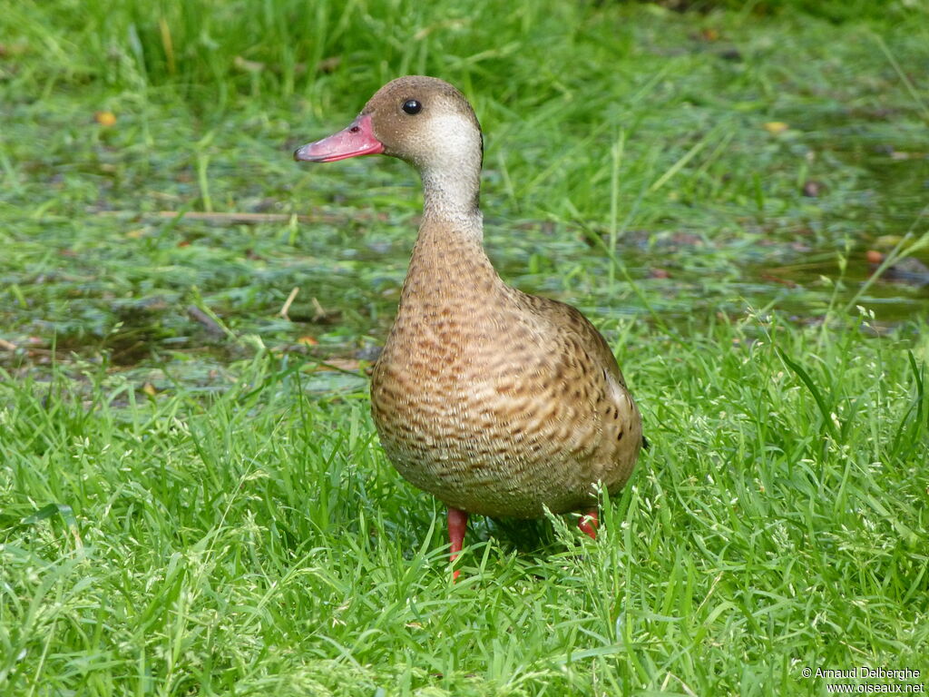 Canard amazonette mâle