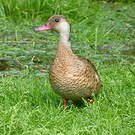 Canard amazonette