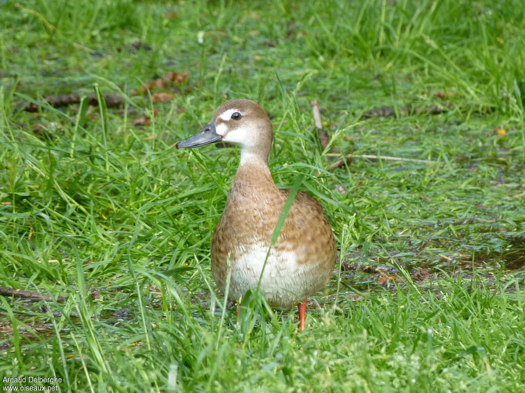 Canard amazonette femelle adulte, identification