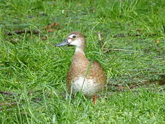 Brazilian Teal