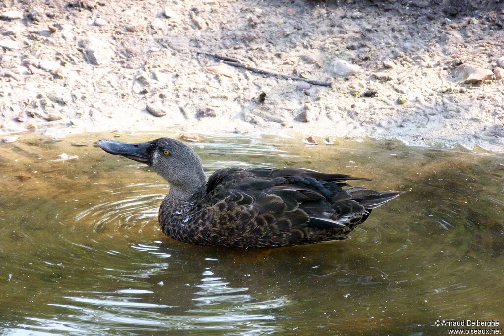 Australasian Shoveler