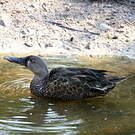 Canard bridé