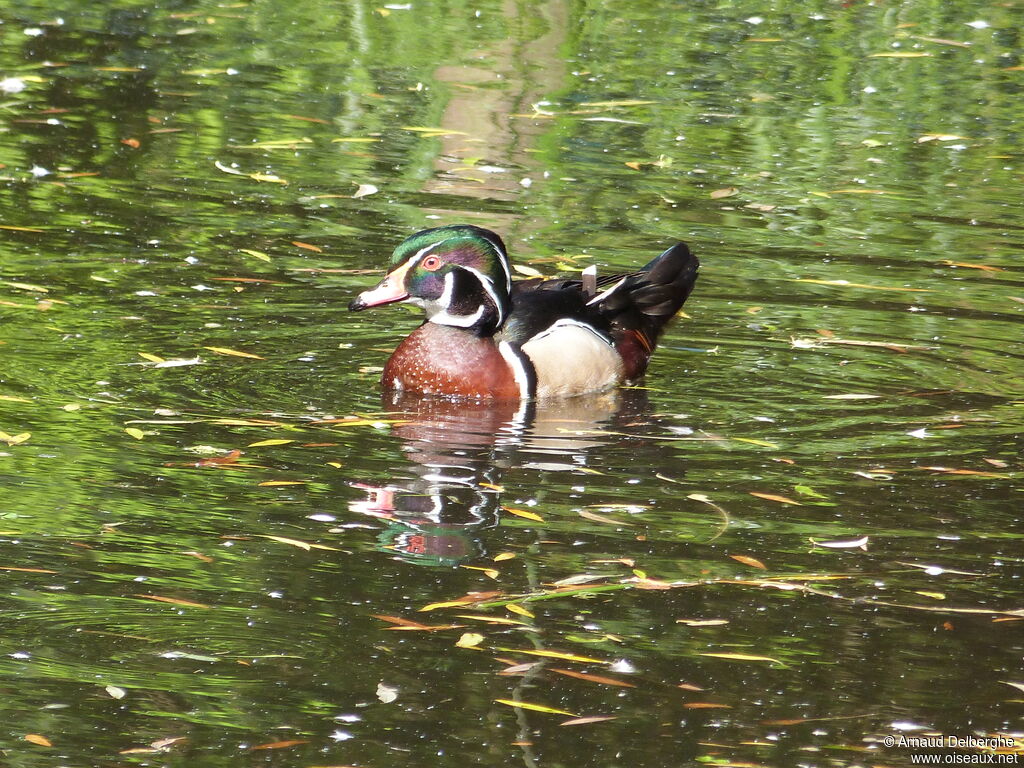 Canard carolin