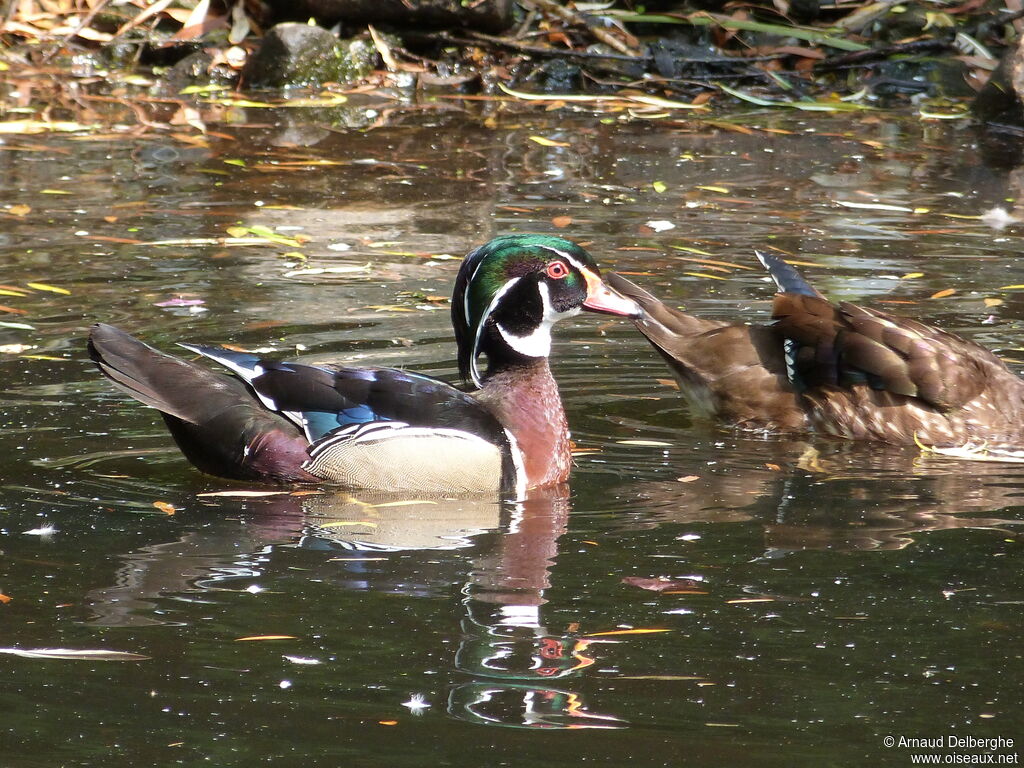 Canard carolin