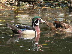 Wood Duck