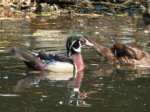 Canard carolin