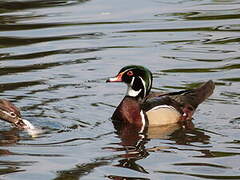 Canard carolin