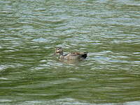 Canard chipeau