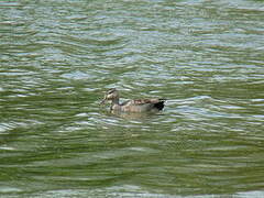 Canard chipeau