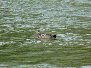 Canard chipeau