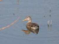 Canard chipeau