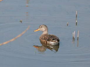 Canard chipeau