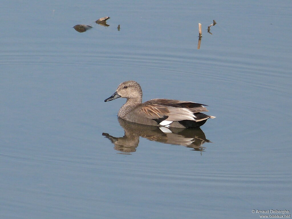 Canard chipeau mâle