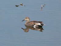 Canard chipeau