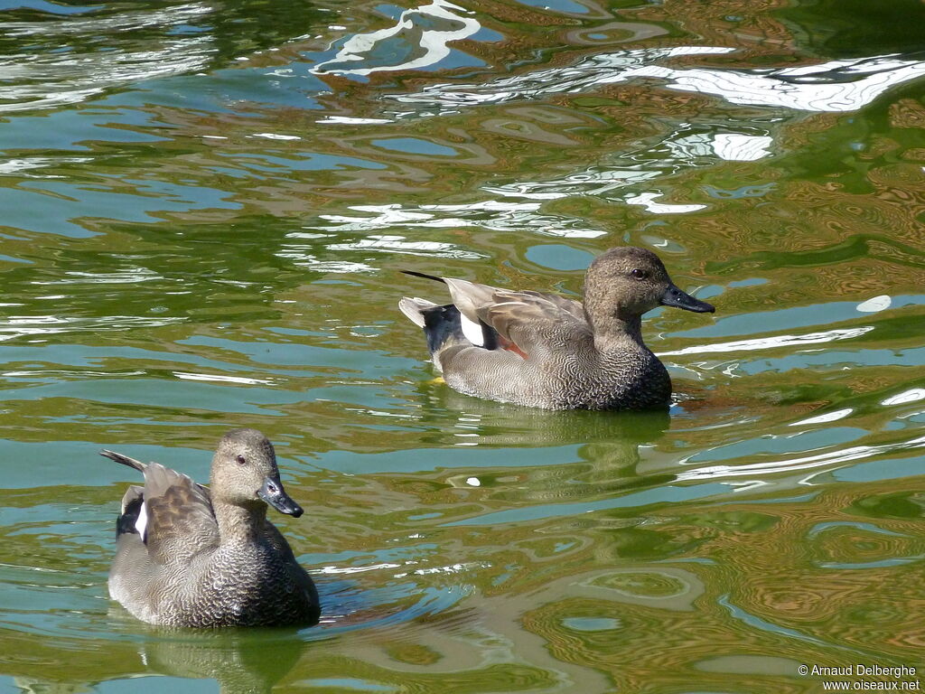 Canard chipeau