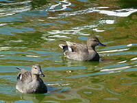 Canard chipeau