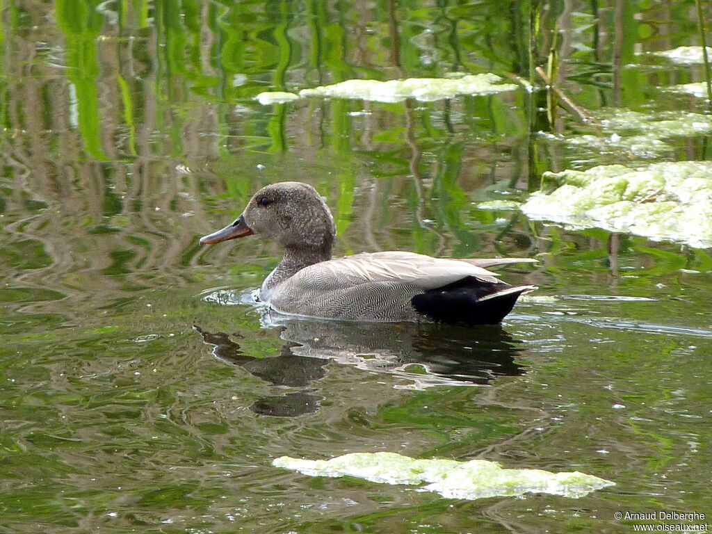 Gadwall