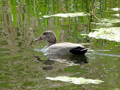 Canard chipeau