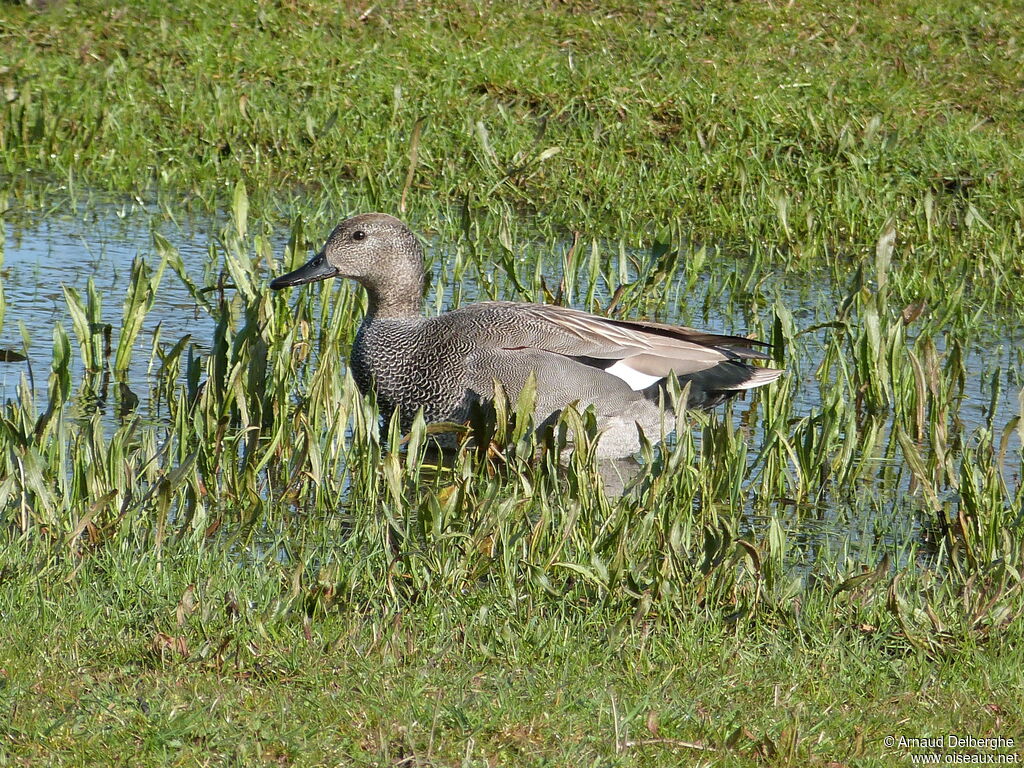 Gadwall