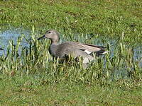 Canard chipeau