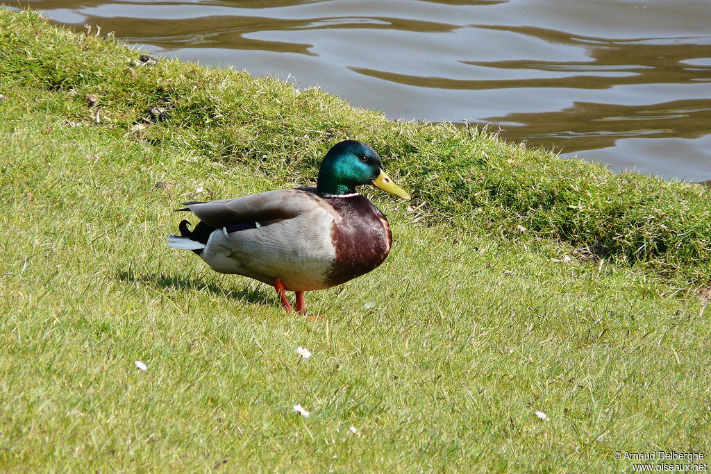 Canard colvert