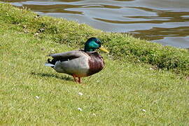 Canard colvert