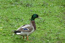 Canard colvert