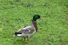 Mallard