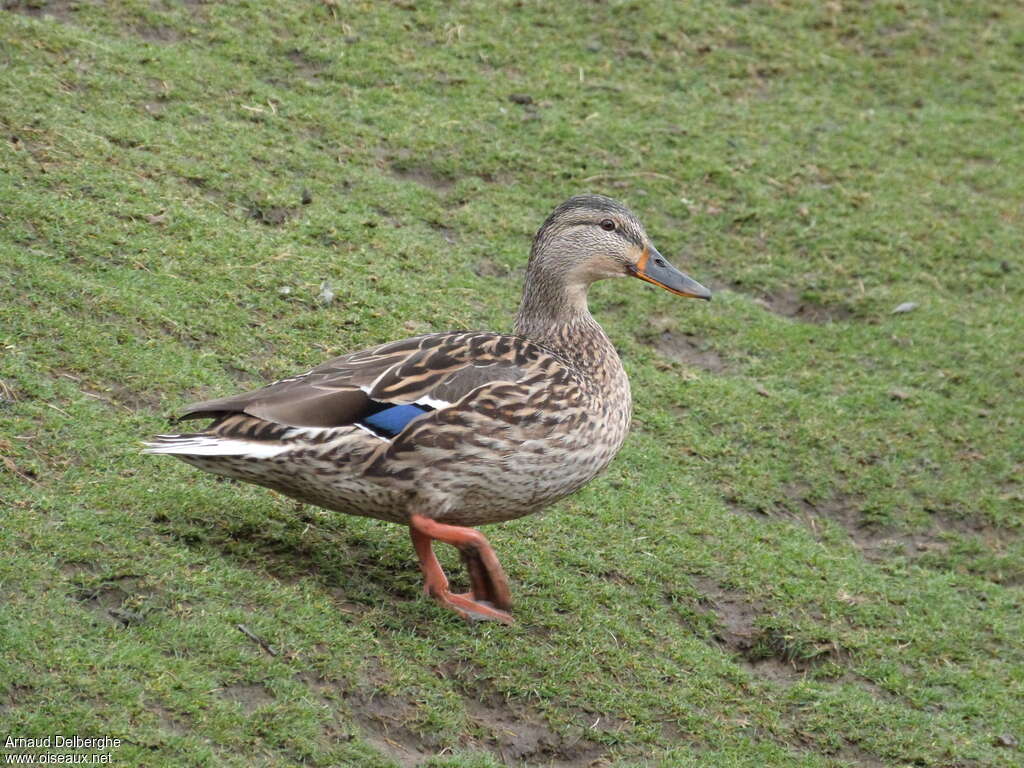 Canard colvert femelle adulte, identification