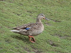 Canard colvert