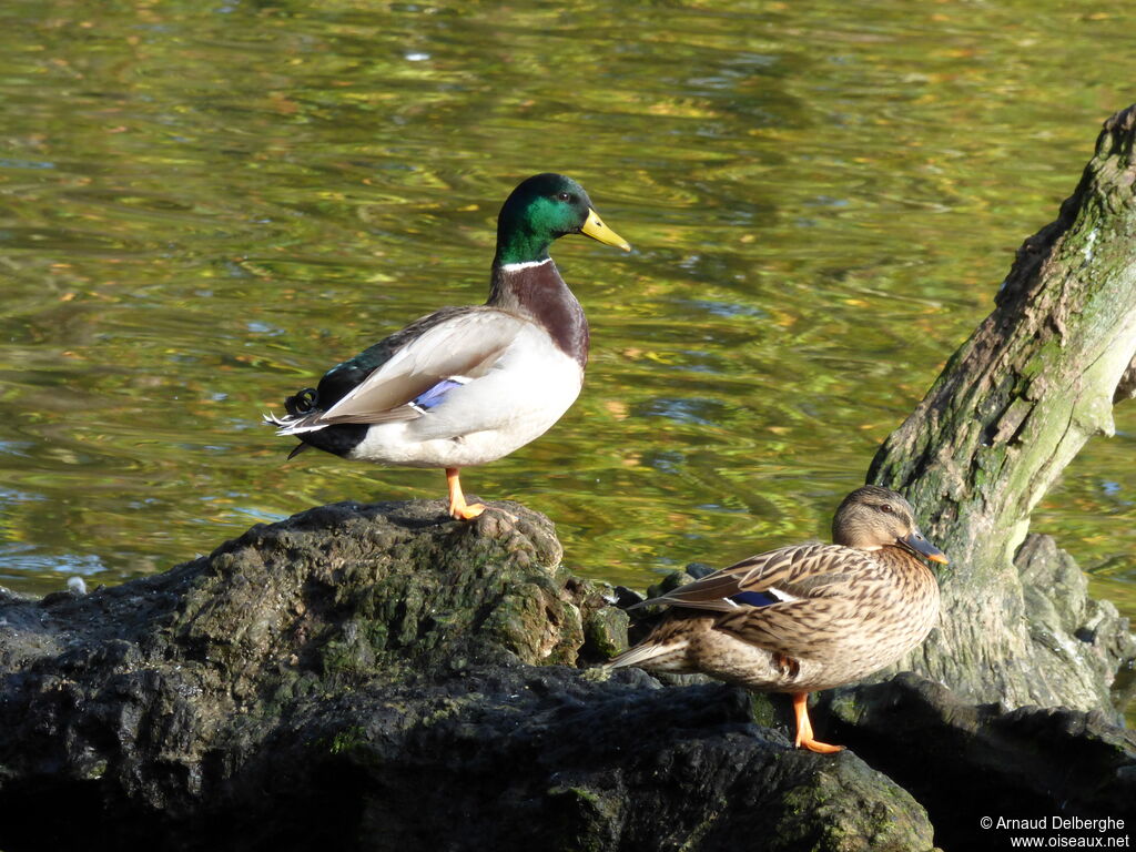 Mallard