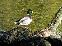 Canard colvert