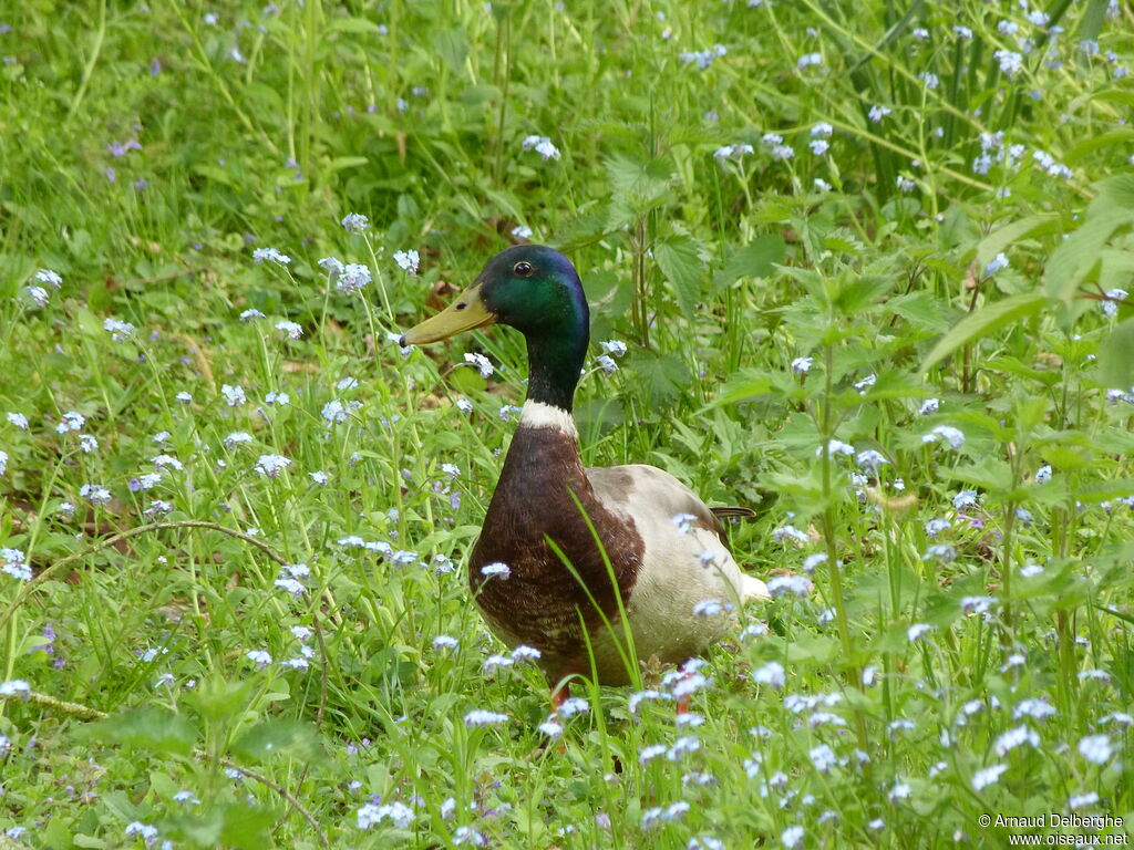 Mallard