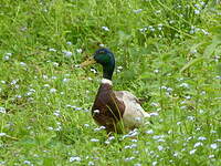 Canard colvert