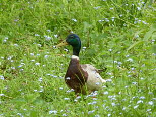 Canard colvert