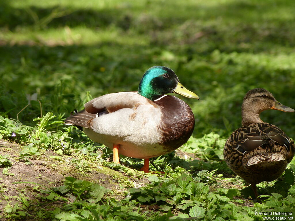 Canard colvert